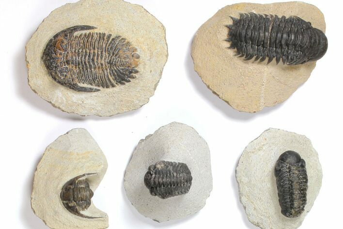 Lot: Assorted Devonian Trilobites - Pieces #119899